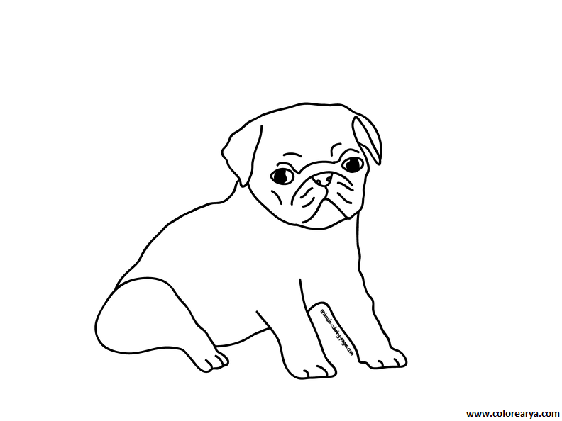 Dibujos Perros Pug Para Colorear